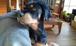 We have one female AKC German Rottweiler puppy. She was born December 12, 2014. We are not a kennel or puppy mill. We are a private family and our Rottie pair (who are our family pets) had their first and last batch of pups. We are looking for responsible