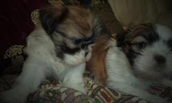 Shih Tzu puppies for sale in Trussville, Al., ckc reg, first shots, will be ready to go home October 29th, 2014, dewormed, parents on the premises, paper training, $400ea, 205-903-4607