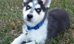 16 week old Siberian Husky puppy with traditional black and white markings with black mask and crystal blue eyes. Is very friendly with kids and other pets including cats. Has current shots up to 6 months. She will go fast so first come, first serve.