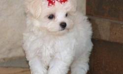 I am desperately looking for a teacup size puppy, white preferably, I love MALTESE type dogs, anything along those lines. I am married, have no children and my husband is home all day, and I'm home all afternoon so the puppy would have plenty of love and