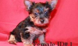 Female Yorkshire Terrier born 2/24/14 will be ready for her new home when she is 10 weeks old.&nbsp; Dew claws removed, first vaccine, and tail docked.&nbsp;She is prissy and a bit on the honory side she loves to see what she can get into.&nbsp; She has a