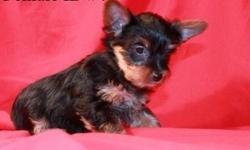 Female yorkie that is looking for her furever home.&nbsp; She is precious. Will be 10 weeks old May 5th and ready for her forever home.&nbsp; Will not go before the 10 weeks.&nbsp; A deposit will hold her for YOU until then.&nbsp;