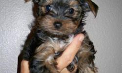 We have TWO female Yorkies left from our 08/08/14 litter that are 8 wks old&nbsp;& ready to find new homes. 2nd one is going to be darker, most likely BLACK in coloring than the rest! Tails & dew claws were done. Ist 5-way distemper vaccination was given