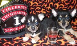 Polson of Firehouse Chihuahuas is a tricolor male with a feather shapped white blaze on his forehead and flashy chest.
Bozeman of Firehouse Chihuahuas is a sleek tricolor boy.
All puppies are CKC registered and are optional as a pet only or with breeding