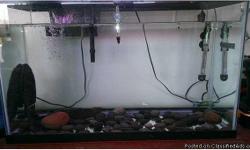 (2) Large Plecostomus's 12 - 13 inches long. We have had them in our fresh water pond during the summer and then in our 30 gallon fish tank during the winter. All is for sale the fish, tank, heater, filter, thermometer. &nbsp;all for one money. These are