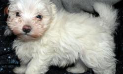 Fluffy Male Maltese puppy, 8 weeks old, 1st shot and dewormed, Nonshed, very playful and friendly, will make a great inside lap pet, around 5 lbs full grown
&nbsp;