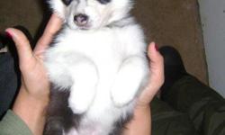 Siberian Husky puppies for sale. They are extremely adorable. There are 3 males and 3 females. All puppies will come with there first set of shots and registration papers. They will be ready to take home on April 16,2011. All puppies have beautiful face