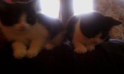 We live in NWI near Hammond/East Chicago Train Station. Roxana. We have 4 kittens that are ready to go and more soon. Some tigers and some black and some black/ white and some long hairs. They need a loving home.. a small re-homing fee to help ensure the