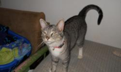 Extremely affectionate adult female cat free to loving home. Spayed and delawed, litter box trained. Prefers to be an only animal. Does well indoor/outdoor in a safe area. Calm, well behaved and looking for a forever home.