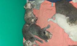 My female Cat Storm (1yr) gave birth to her very first litter (5 kittens)&nbsp;7/1/2016!
7/16/2016 they will be 3 weeks old and 1 week away from being seperated from Mom (Storm).
If someone out there is interested in adopting a kitten please feel free to