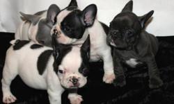 AKC double factor blue / chocolate DNA french bulldog puppies starting at $2,500 as a pet. Comes from a Small Breeder home. Price goes up for breeding rights. Litter of 8. 4 males and 4 females. 7 weels old. Contact me for more info If interested. 2 sets