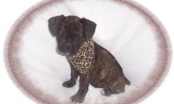 This baby boy is dazzling! He has a wonderful personality and loves to snuggle. He is a French Bulldog and Puggle mix. He is a great brindle color. He is micro chipped. He comes with his first series of shots, wormings and a Vet Health Certificate. He