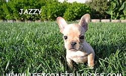 &nbsp;
Jazzy
AKC Registered&nbsp;
Cream colored
Female French Bulldog&nbsp;
Shots are current&nbsp;
D.O.B &nbsp;9-10-2012&nbsp;
$2,200&nbsp;
&nbsp;
WWW.LEFTCOASTBULLDOGS.COM
&nbsp;
French Bulldogs for sale in Northern California --
&nbsp;