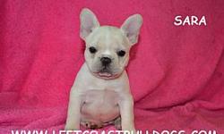 &nbsp;
Sara
ACA Registered&nbsp;
Cream colored
Female French Bulldog&nbsp;
Shots are current&nbsp;
D.O.B &nbsp;9-21-12&nbsp;
$2,200&nbsp;
&nbsp;
French Bulldogs for sale in Northern&nbsp;California --
&nbsp;
LeftCoastBulldogs.com English