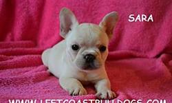 &nbsp;
Sara
ACA Registered&nbsp;
Cream colored
Female French Bulldog&nbsp;
Shots are current&nbsp;
D.O.B &nbsp;9-21-12&nbsp;
$2,200&nbsp;
&nbsp;
French Bulldogs for sale in Northern California --
&nbsp;
LeftCoastBulldogs.com English Bulldog puppies for