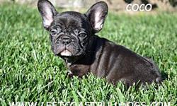 &nbsp;
Coco
AKC Registered&nbsp;
Black&nbsp;
Female French Bulldog&nbsp;
Shots are current&nbsp;
D.O.B &nbsp;9-10-2012&nbsp;
$2,200&nbsp;
&nbsp;
French Bulldogs for sale in California --
&nbsp;
www.leftcoastbulldogs.com
&nbsp;
Joe --
&nbsp;