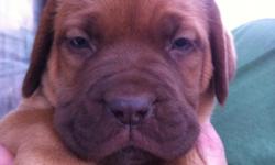 Full Blooded French Mastiff Pups- taking deposits now- ready Oct. 11- Brownwood Texas- Text in interested 325-998-4523-$800