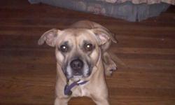 "Lucy" is a pit-bull/shepherd mix, female approx. 5 years old. She is very friendly, likes to take walks, run around and has much energy. She weights approx. 35 pounds, stands about 1/2 to 2 feet. She is completely up to date on all shots. She is