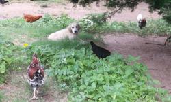 5 month old, full blooded, Great Pyrenees puppies. They have been raised with cows, goats, horses, chickens, and geese. 4 males, and 2 females. They are really great dogs, and are extraordinary protectors of what they are raised with. I am also including