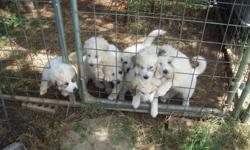 Pyrenees pups raised with goats, chickens, cats and dogs
Wormed and first shots
NO&nbsp; Emails/Text
CL&nbsp;&nbsp;&nbsp; 972-365-3898
&nbsp;
I have had Five Pyrenees for 14 years
In that time I have found 3 dead coyotes in my pasture
They must have been