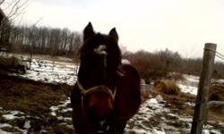 I have a full blooded quarter horse hes 6 yrs old and been gelded name is Hank and hes sweet as he can be. Loves his bread and veggies!&nbsp;
Would make a good riding horse! I got him trained to come when you whistle!&nbsp;