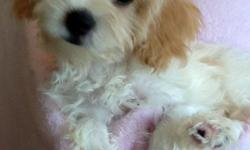 Cavalier + Bichon = Cavachon
Beautiful, fun, sweet
Feel free to visit our website&nbsp;http://www.bichonsandwestiesrus.com&nbsp;to view more pictures&nbsp;or call&nbsp;325-265-4414