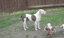 very healthy good looking pup will be short and thick dogs great temperments parents on site good with kid and other animals best blood line iv ever had very mello dogs. This is my last litter no more pupies so come get them while they last.