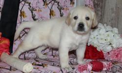 YO! I'm George, the electrifying blonde male AKC Labrador Retriever! I was born on June 17, 2016!&nbsp;They're asking $650.00&nbsp;for me! I'll come vet checked, with my shots and worming to date. I can't wait to have a someone to love me and to play