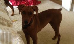 Gunnar is a healthy 2 year old male Red German Pinscher purebreed, he is ready to be rehomed. We bought him from a breeder when he was 12 weeks old. His parents are from a long line of Westminster champions. Gunnar has lots of energy and is true to the
