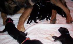 8 healthy German Shepherd pups born May 16, 2011
Israel & Levi are proud parents to their second litter, these are working class GSD lines with excellent drives.These pups will be smart and eager to please.
We have carefully chosen our dogs based on their