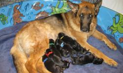 German Shepherd Puppies - Top Show Quality - Excellent Bloodlines
All puppies will be registered with the AKC, and have a 24 month guarantee on hips and elbows. We also guarantee our puppies will be free of genetic defect.
Gandhi (Sire) was born in