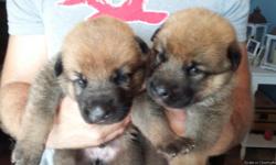 3 male German Shepherd/Wolf dog puppies to be rehomed. We are asking a $100 rehoming fee for each puppy. The father is a registered German Shepherd and the mother is a registered Wolf dog (Arctic Timber wolf and German Shepherd).