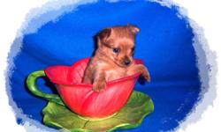 Tiny Toy Yorkie Pom Puppy , Porkie.&nbsp;&nbsp; Gold male.&nbsp; Should be about 6 lbs full grown.&nbsp; Spoiled from the day they are born.&nbsp; Personality is outgoing and playful, snugly and loving. He comes with his Puppy Vaccinations,&nbsp; Health