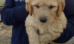 Beautiful light apricot Golden Doodle puppies for sale.&nbsp; They will be ready for their forever home on March 3, 2015 and will come with their first set of shots, a worming record, veterinarian certificate, a one year health warrenty and the paperwork