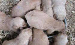 AKC registered Golden Retreivers. Parents on site. All vaccinations and deworming up yo date.. $350 each. Contact 828-461-4061.