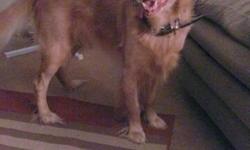 MALE GOLDEN RETRIEVER MISSING SINCE SUNDAY 2-23-2014.
PLEASE EMAIL IF YOU HAVE INFORMATION ON OUR BEST FRIEND MARLEY!!
PICTURE ATTACHED WE JUST WANT HER HOME!&nbsp;