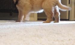 AKC certified male golden retriever, papers will be provided, dam on site, has first set of shots. Give me a call! 2142264924