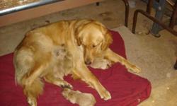 Golden Retriever Puppies AKC registered , parents on site, vet checked, shots & wormings