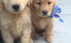 We have four 8 week old golden retriever puppies that are AKC along with the parents.The parents are purebred and great dogs.