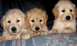 MALES & FEMALES. LIGHT & MED. COLOR. SHOTS AND WORMINGS UP TO DATE. WE HAVE RAISED GOLDENS FOR 10
YRS. CALL 704-263-2803