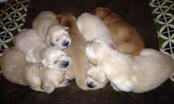 We have 2 puppies still available, puppies will be ready to go the first week in March;Mom and dad are our family pets and both registered with AKC. &nbsp;Puppies will come with registration papers, first shots, worming, and vet check and a new puppy