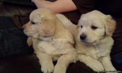 2 males. Ready Feb 7th. Full AKC registration. Very sweet temperament! Must see!