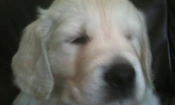 AKC&nbsp;English&nbsp;White Golden Retriever Puppies
Home raised&nbsp;creamy beauties. AKC Champion Bloodlines. Colors range from white to&nbsp;sweet cream. Males - $1000.00&nbsp; &&nbsp; Females -&nbsp;$1200.00 for family pet.
Puppies will be