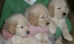 Three light golden male Golden Retriever pups available in Apple Valley, MN, born January 21, 2011 . Five generations of clearances, 75% Champion lines, 100% kennel lineage. All health care done, vet checked. Titled parents are OFA Good (Hips) and also