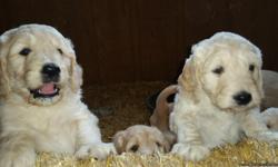 GOLDENDOODLE PUPPIES - 9 weeks old.&nbsp; Parents are AKC Registered.&nbsp; Mom is a STANDARD POODLE.&nbsp; Dad is a GOLDEN RETRIEVER with many champions in his bloodlines.&nbsp; He loves to play ball and retrieve.&nbsp; Puppies should mature to 50-70