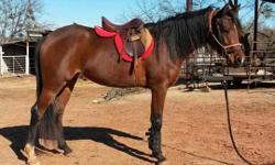 Dont miss out on the gorgeous 2011 AHA Mare! Sweet has a far more mild temperament than the average Arab! She is trained to ride both English and Western. Sweet is a great show prospect for an intermediate level rider and oh so SWEET!!&nbsp;
Reason for