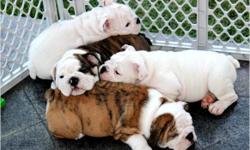 Gorgeous English Bulldog Puppies available NOW!!!! Price: 750 Breed: English Bulldog Age: 10 weeks All puppies come with akc pedigree registration, updated vaccination, health certificate by vet, and a one year health guarantee, boned and raised in our