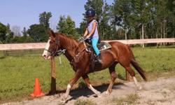 Shiloh is a 14 year old American Quater Horse, Paint Cross. She is right at 14.2 hands tall. SHe has a good temperament and is truely a nice all round horse. She has good ground manners, stands and waits quitely for you to opne and close gates, not pushy,