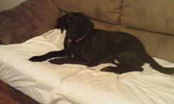 Beautiful Â½ black lab needs a good home
&nbsp;
We need to find a good home for our Â½ black lab, she is sweet, love able, doesn?t bark only when necessary, house trained, need a yard to run in. She is approx 2 Â½ years old, our life style and job situation