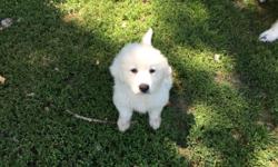 purebred &nbsp;Great Pyrenees&nbsp;puppy, &nbsp;was born April 22. I have one left&nbsp;she's a little girl all white. She's full of energy very playful. She's had her vet check and her first set of shots and deworming.&nbsp;I have both mom and dad.